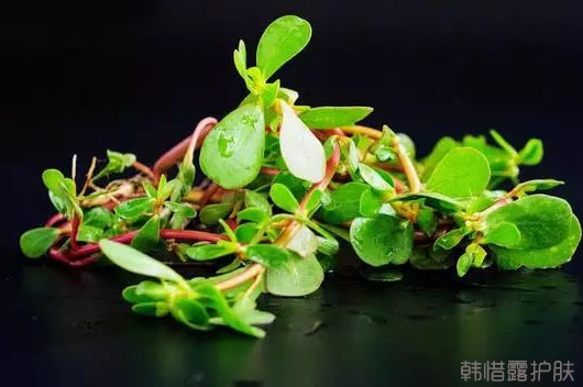 祛痘好菜，馬齒莧